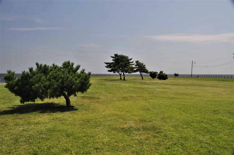 park trees